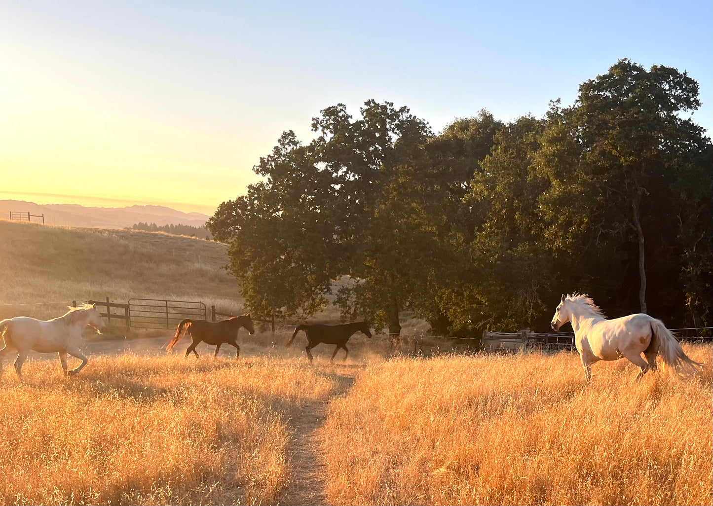 Horse Running Down Mountain Platter